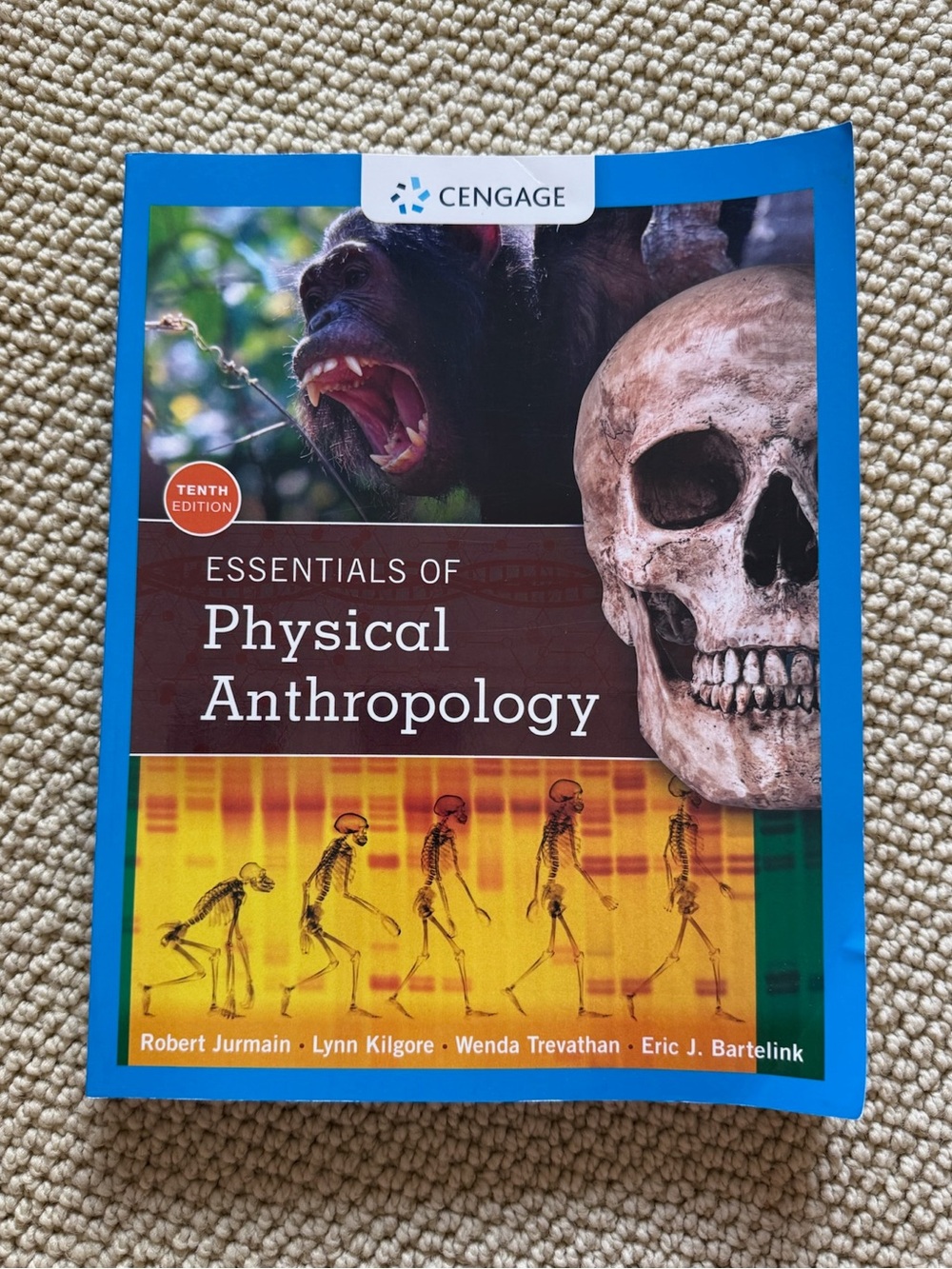 10th edition cengage learning: essentials of physical anthropology textbook!